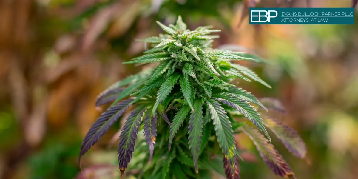 Can I bring marijuana on a plane?